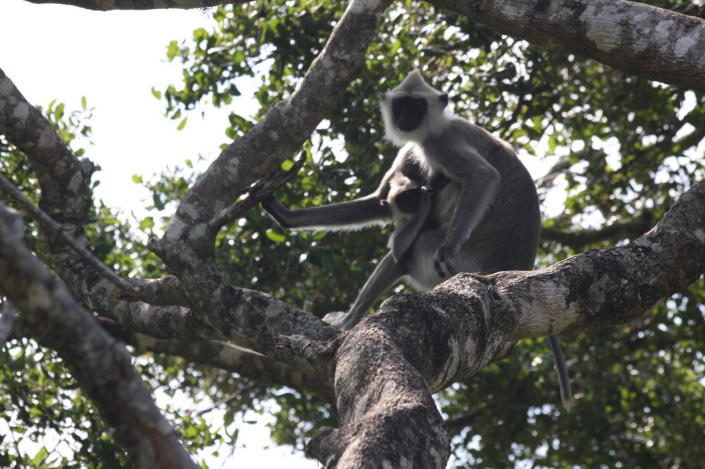 Auch Affen dürfen in den Nationalparks von Sri Lanka nicht fehlen....