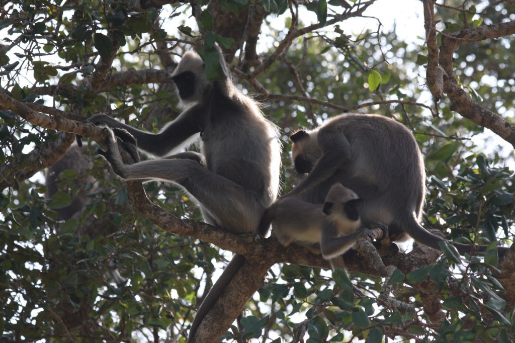 Affen trifft man im Sinharaja Forest Reserve überall an