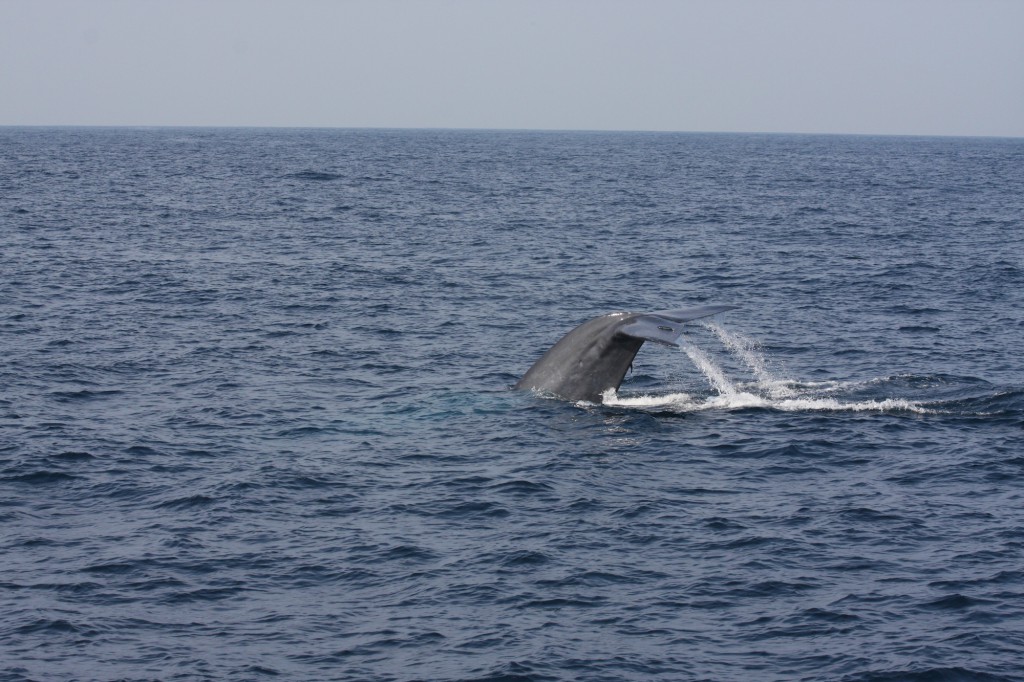 Ein Blauwal beim Abtauchen vor Sri Lanka