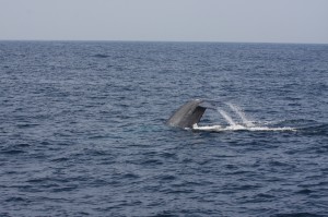 Ein Blauwal beim Abtauchen vor Sri Lanka