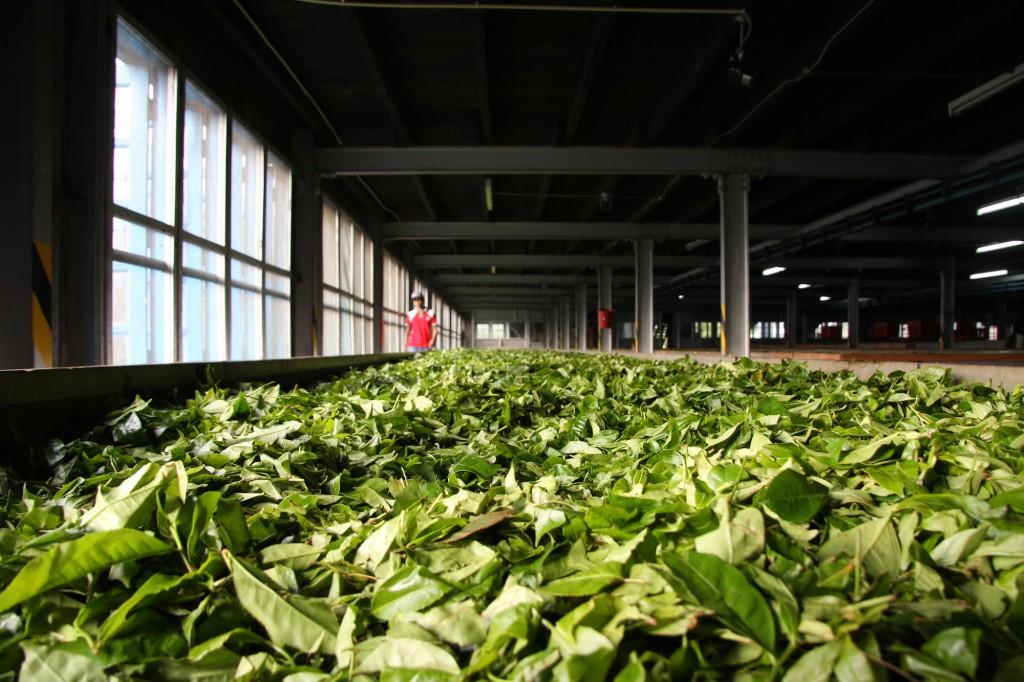Teeplantage in der Nähe von Ella