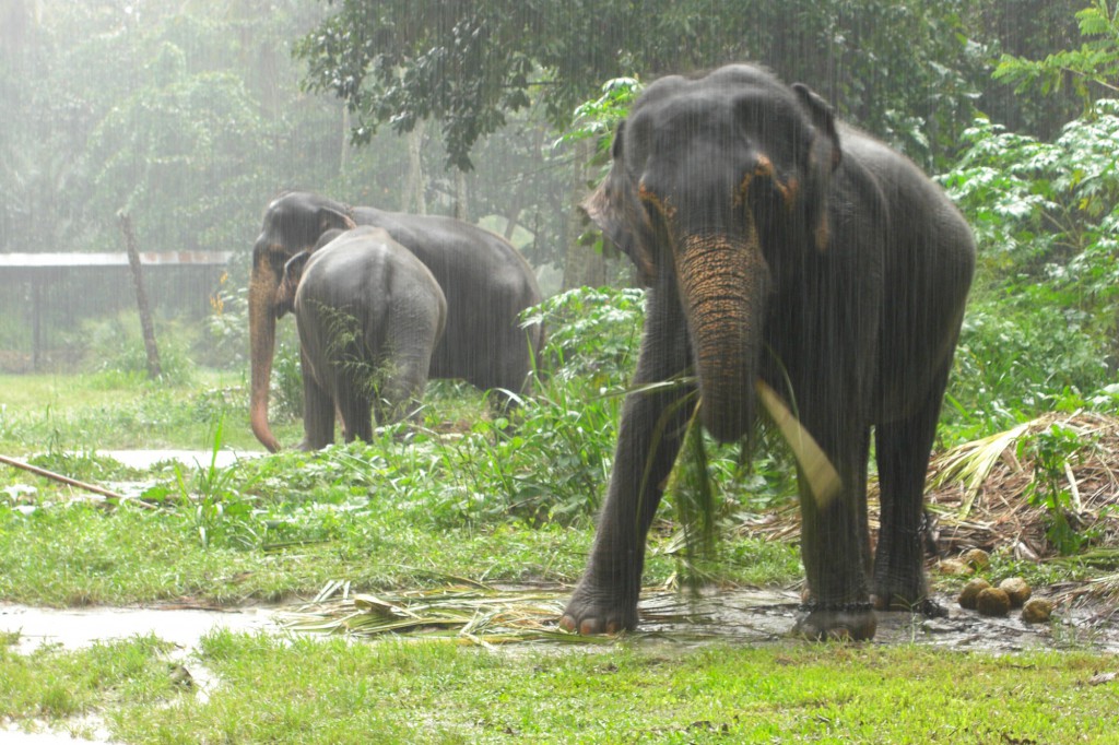 Die Elephant Foundation in der Nähe von Kandy