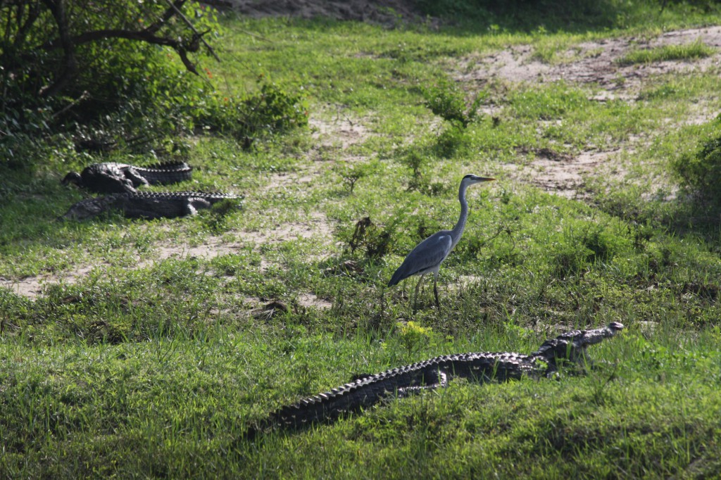 Krokodile trifft man auch in den Nationalparks an
