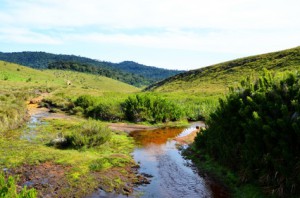 Typische Landschaft der Hortons Plain