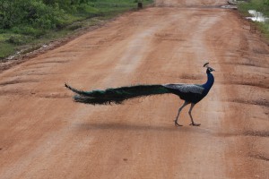 Pfau im Bundala Nationalpark