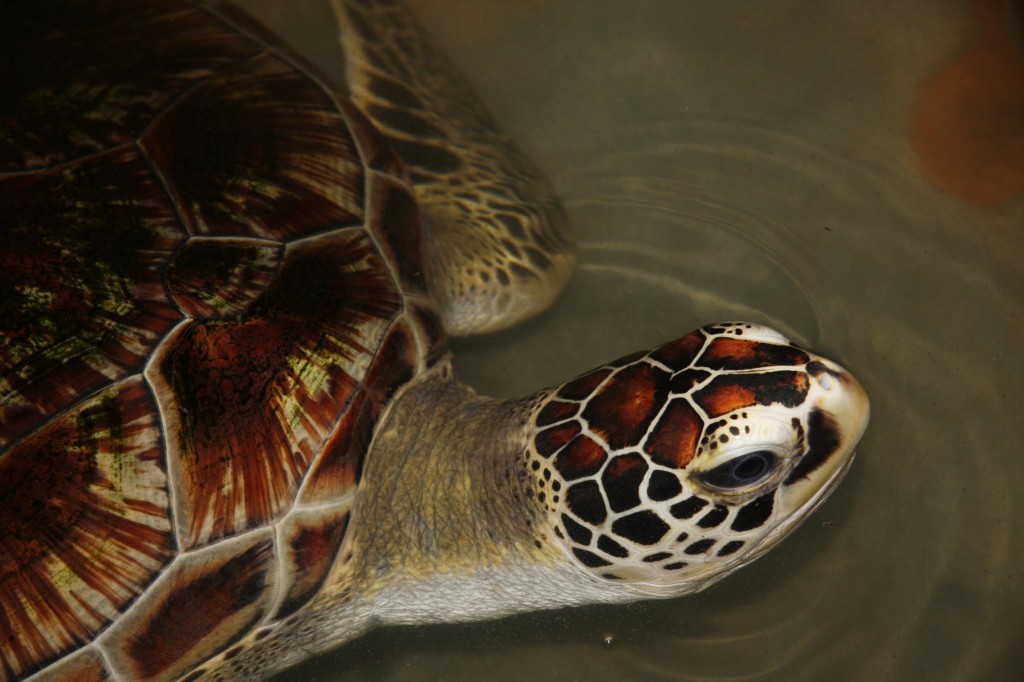 Schildkröte in der Nähe von Mirissa