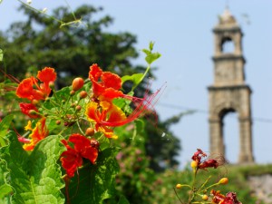 Die Fauna von Sri Lanka ist sehr farbenprächtig