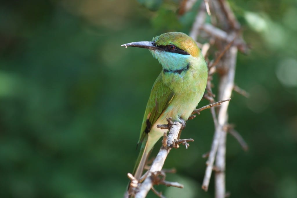 Für Vögel ein ideales Habitat: Bundala Nationalpark